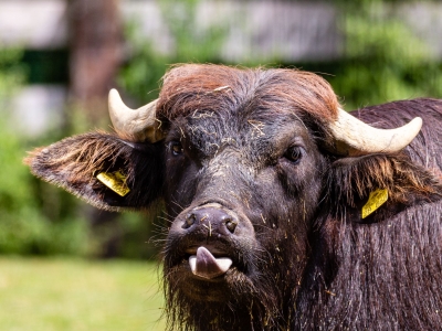Waterbuffel - De Zonnegloed - Dierenpark - Dieren opvangcentrum - Sanctuary